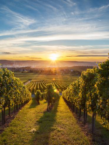 Beautiful vineyard scenery while sunset.